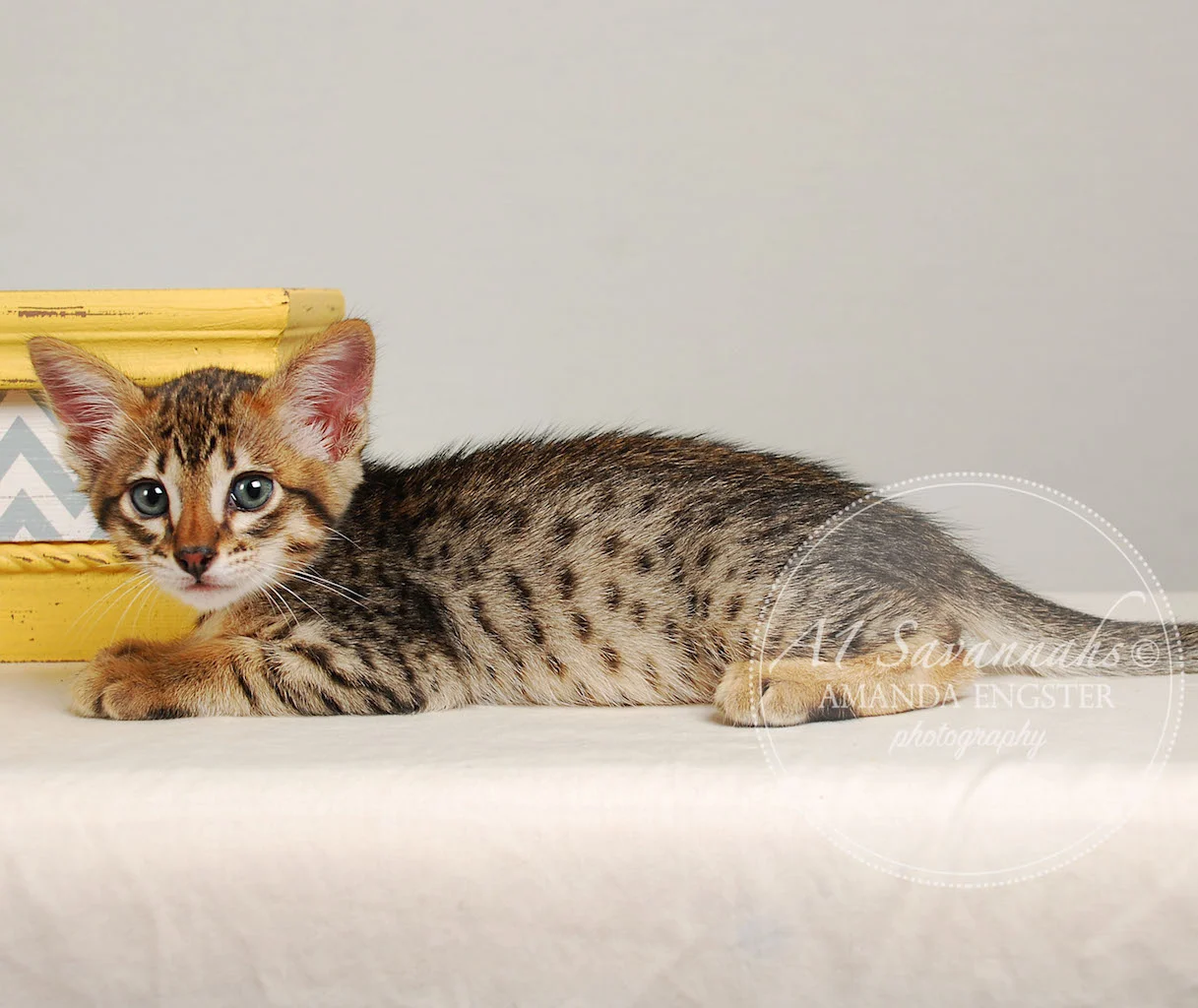 A1Savannahs Ethan SBT Male Savannah Kitten