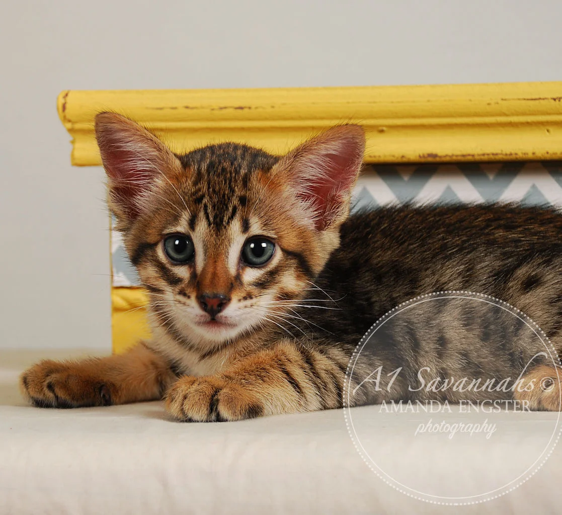 A1Savannahs Ethan SBT Male Savannah Kitten