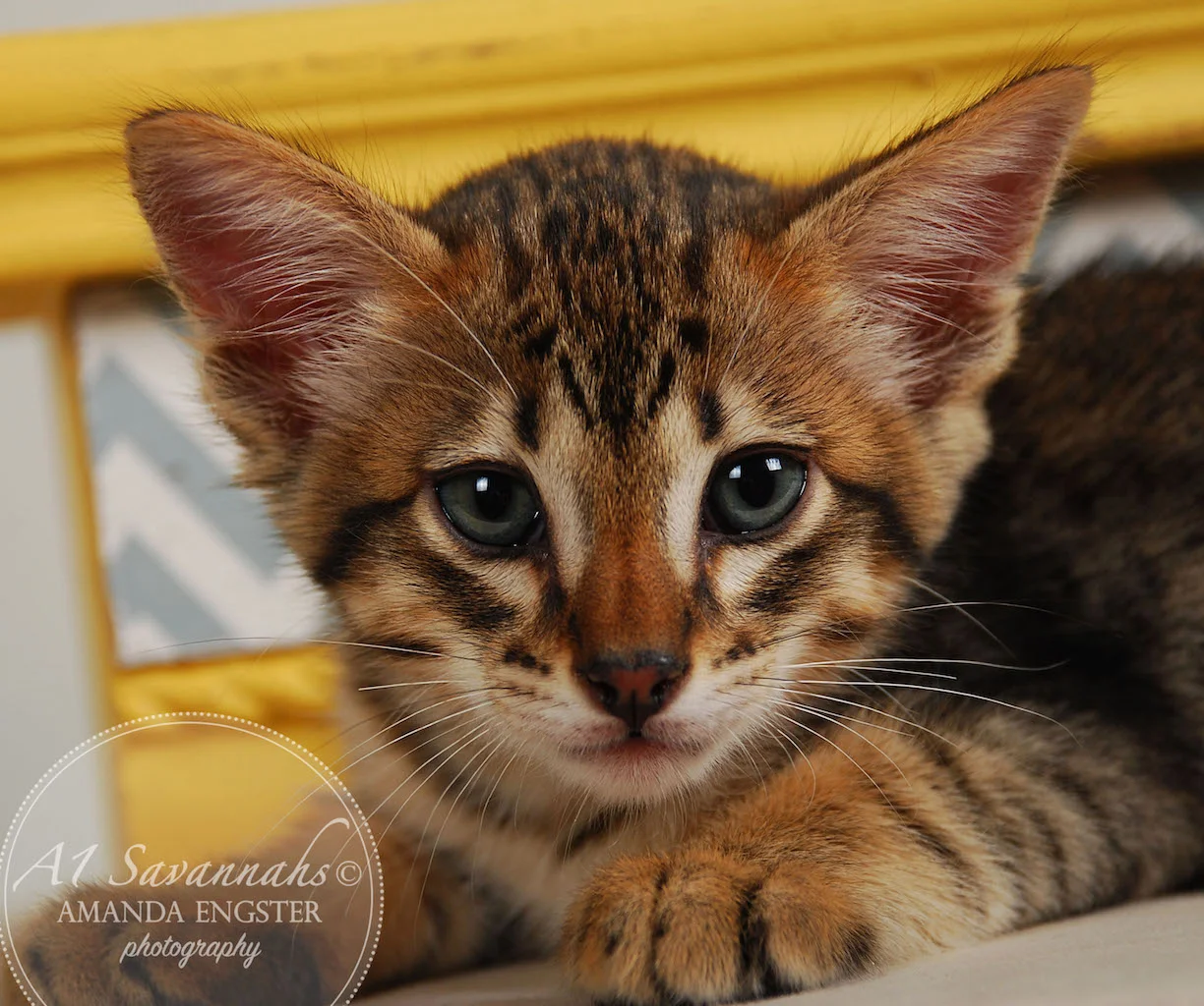 A1Savannahs Ethan SBT Male Savannah Kitten