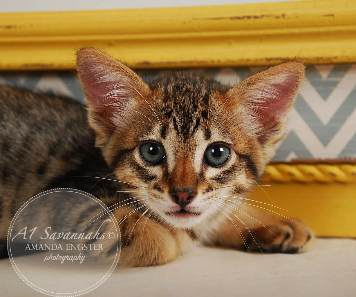 A1Savannahs Ethan SBT Male Savannah Kitten