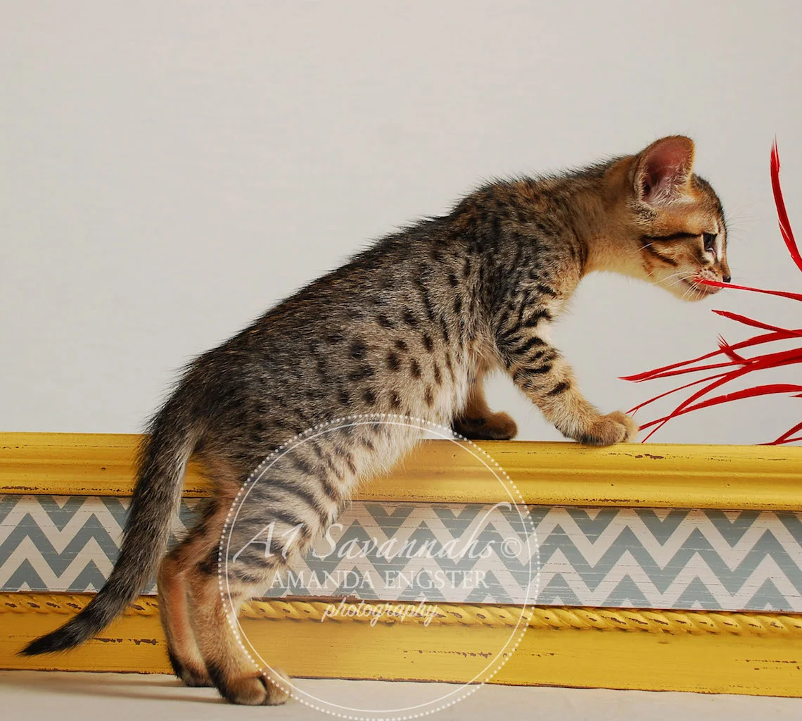 A1Savannahs Ethan SBT Male Savannah Kitten