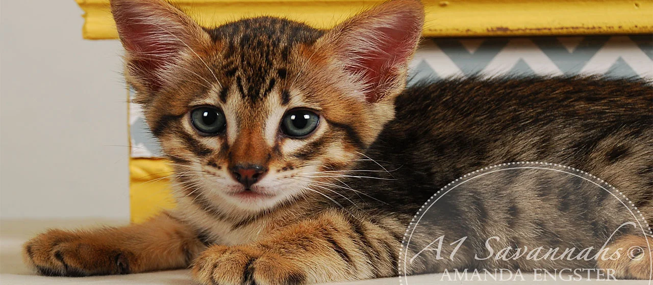 A1Savannahs Ethan SBT Male Savannah Kitten