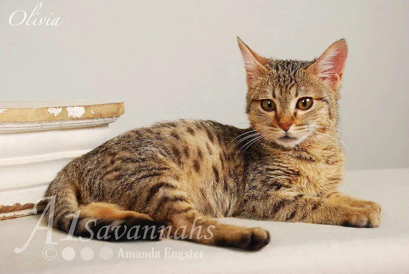 A1Savannahs Olivia F4 Female Savannah Kitten