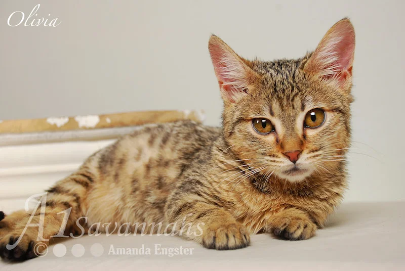 A1Savannahs Olivia F4 Female Savannah Kitten