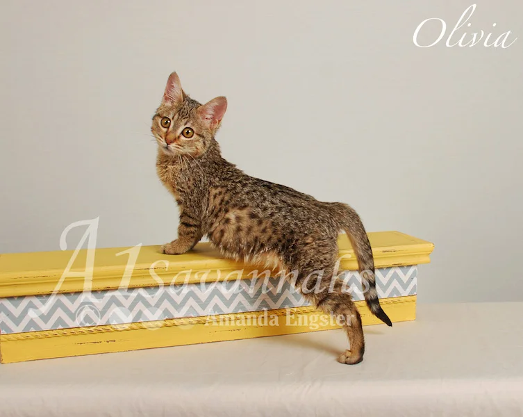 A1Savannahs Olivia F4 Female Savannah Kitten