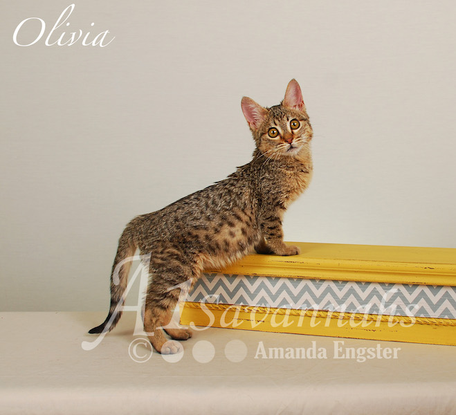 A1Savannahs Olivia F4 Female Savannah Kitten