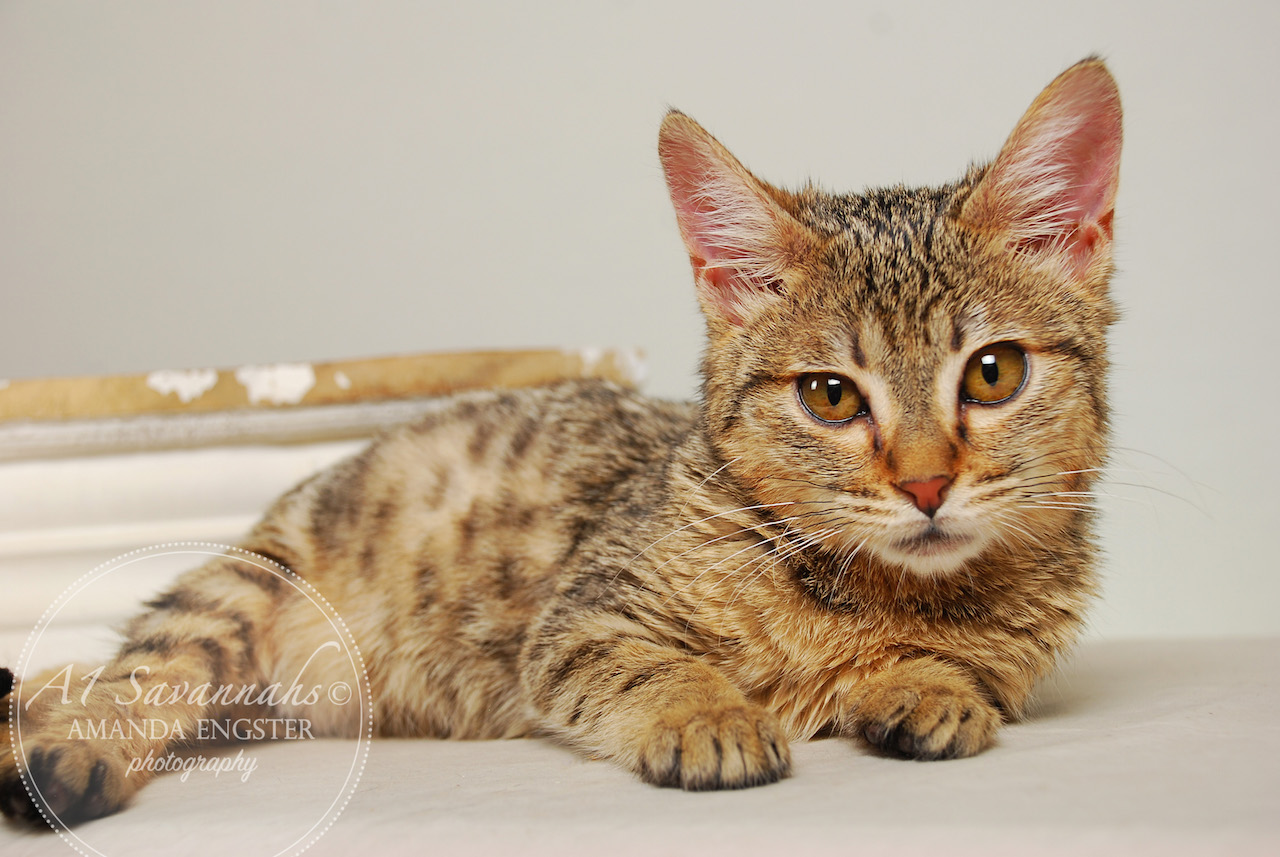 A1Savannahs Olivia F4 Female Savannah Kitten