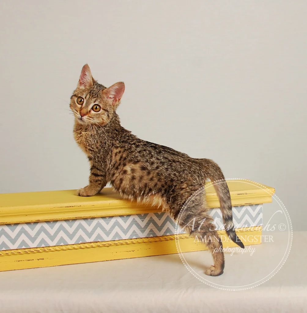A1Savannahs Olivia F4 Female Savannah Kitten