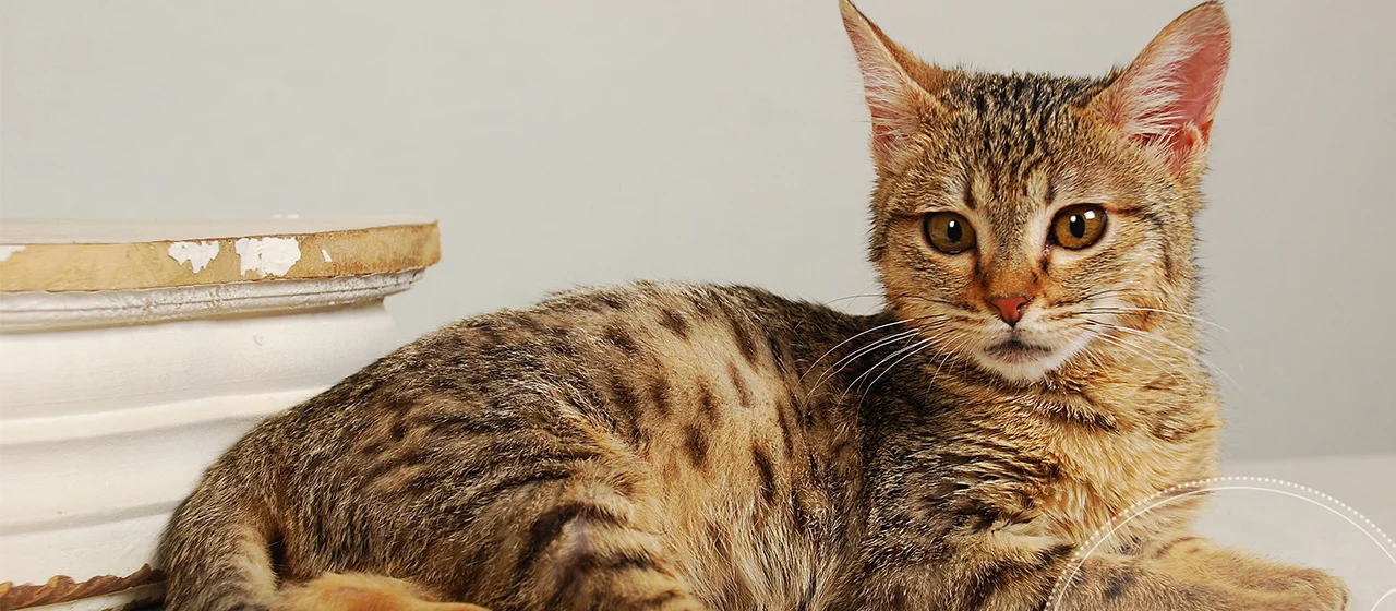 A1Savannahs Olivia F4 Female Savannah Kitten