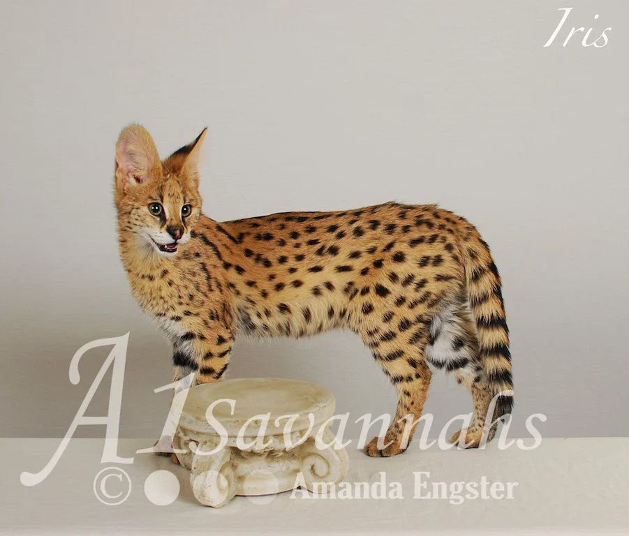 A1Savannahs Iris Serval Female