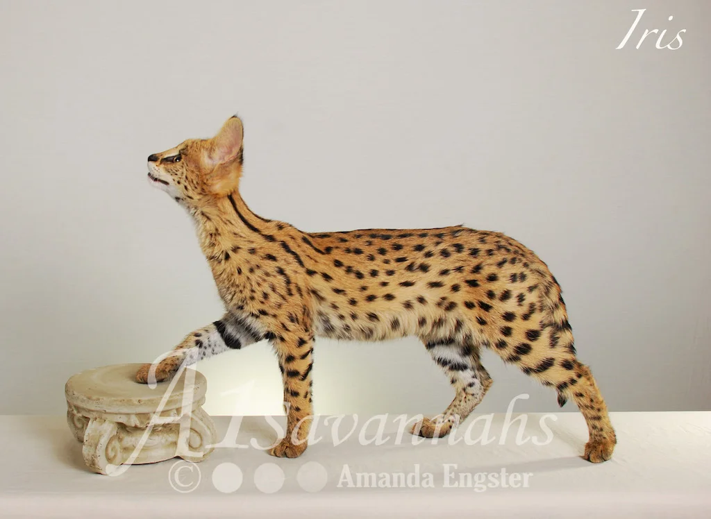 A1Savannahs Iris Serval Female
