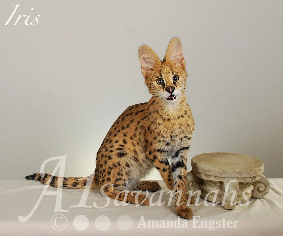A1Savannahs Iris Serval Female