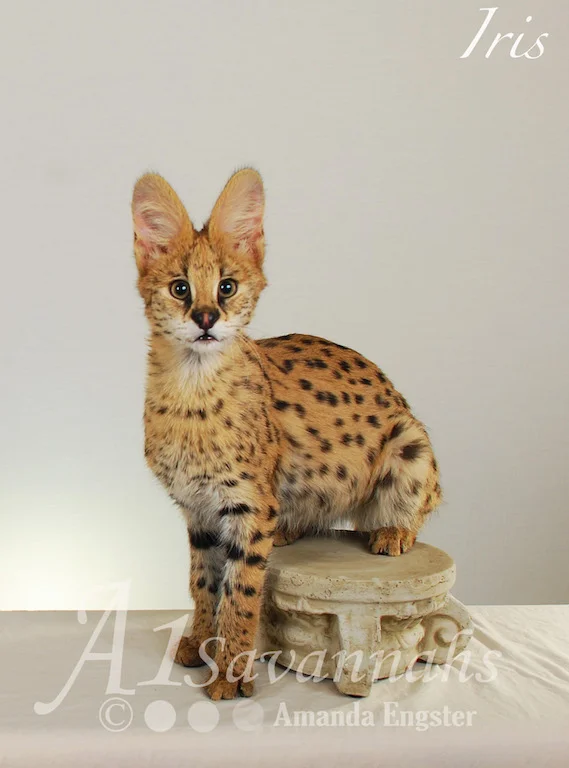 A1Savannahs Iris Serval Female
