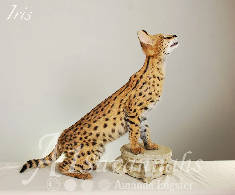 A1Savannahs Iris Serval Female