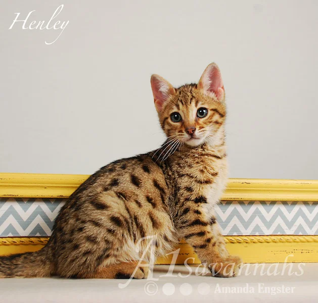 A1Savannahs Henley F5 Male Savannah Kitten