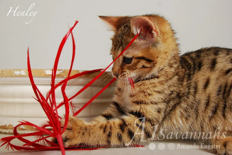 A1Savannahs Henley F5 Male Savannah Kitten