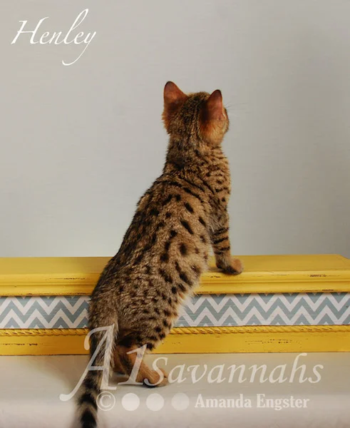 A1Savannahs Henley F5 Male Savannah Kitten