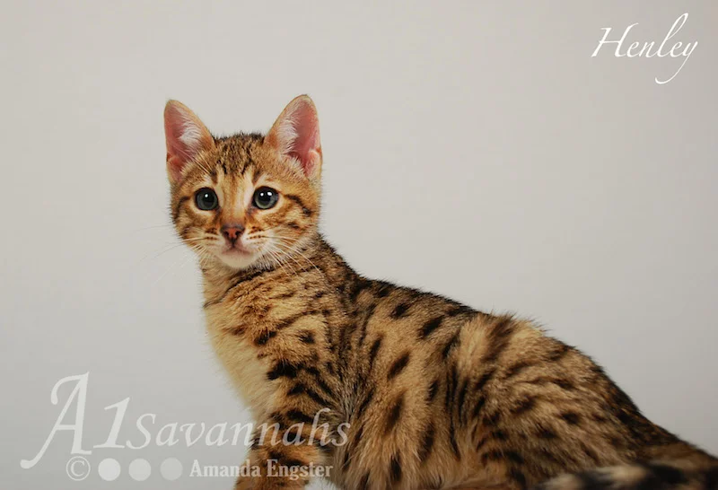 A1Savannahs Henley F5 Male Savannah Kitten