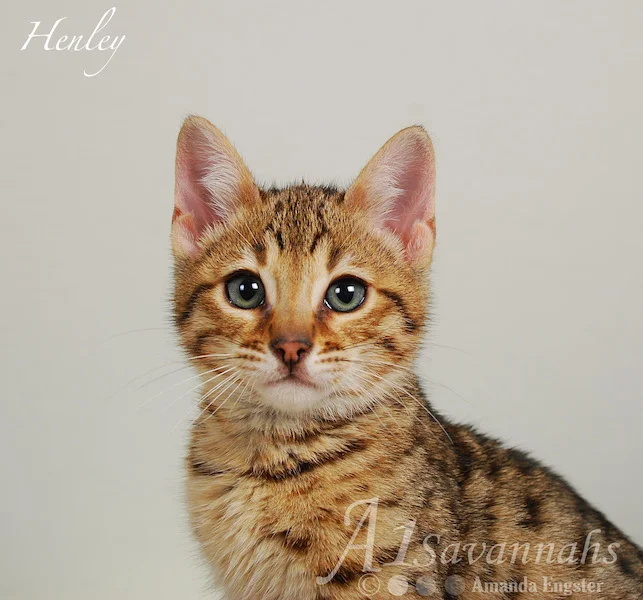 A1Savannahs Henley F5 Male Savannah Kitten