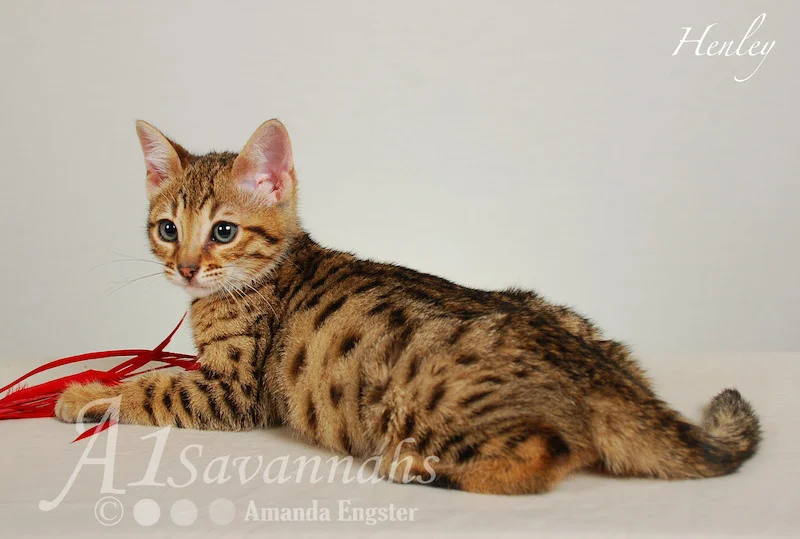 A1Savannahs Henley F5 Male Savannah Kitten