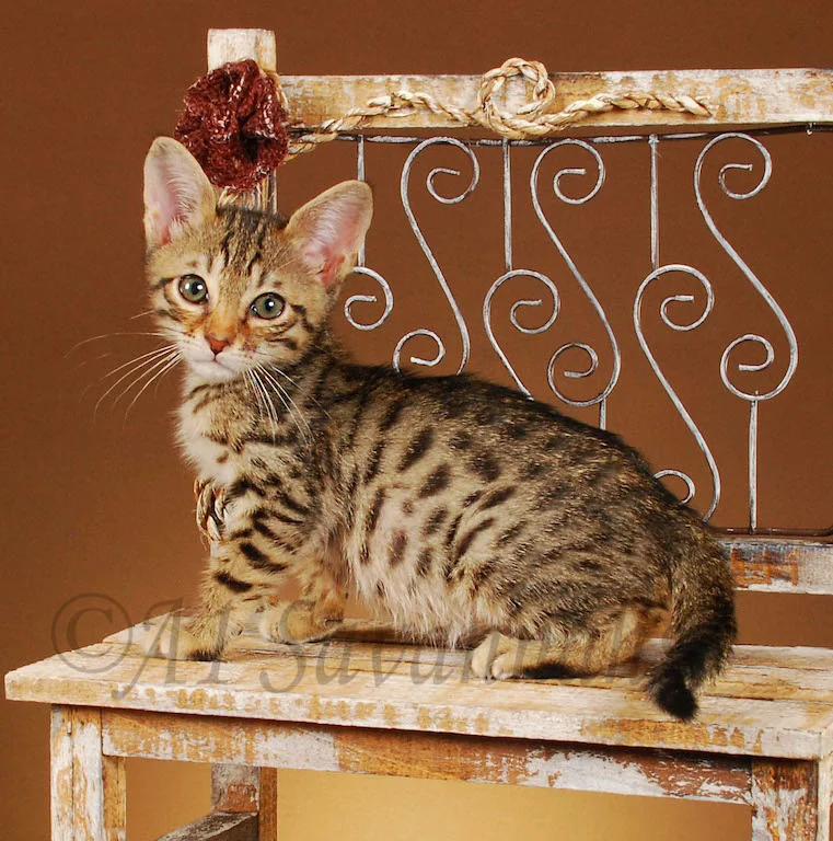 A1Savannahs Ava SBT Female Savannah Kitten