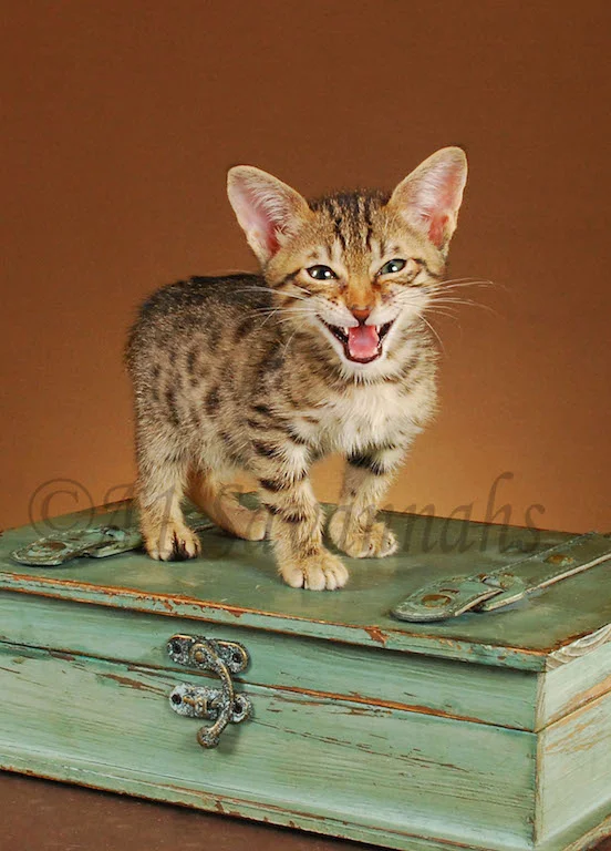 A1Savannahs Ava SBT Female Savannah Kitten