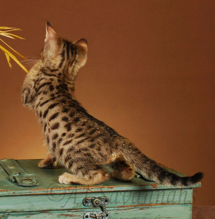 A1Savannahs Ava SBT Female Savannah Kitten