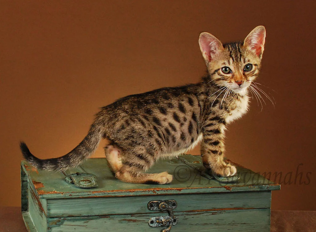 A1Savannahs Ava SBT Female Savannah Kitten