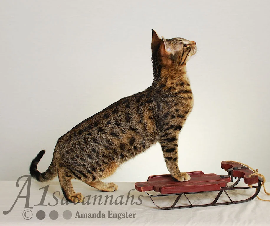 A1Savannahs Ava SBT Female Savannah Kitten