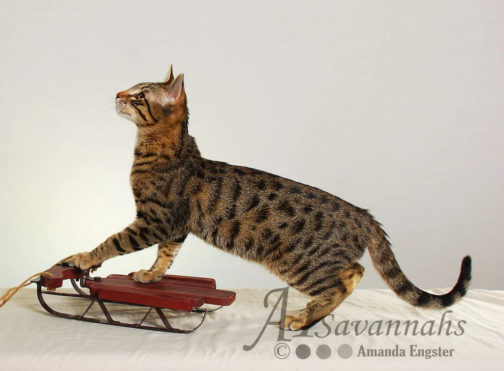 A1Savannahs Ava SBT Female Savannah Kitten