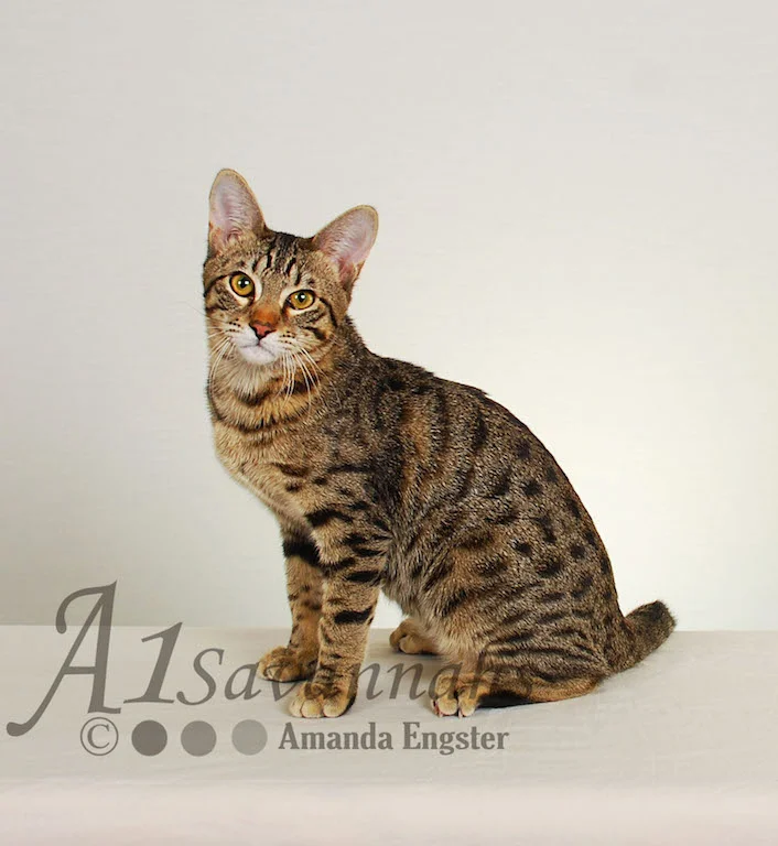 A1Savannahs Ava SBT Female Savannah Kitten