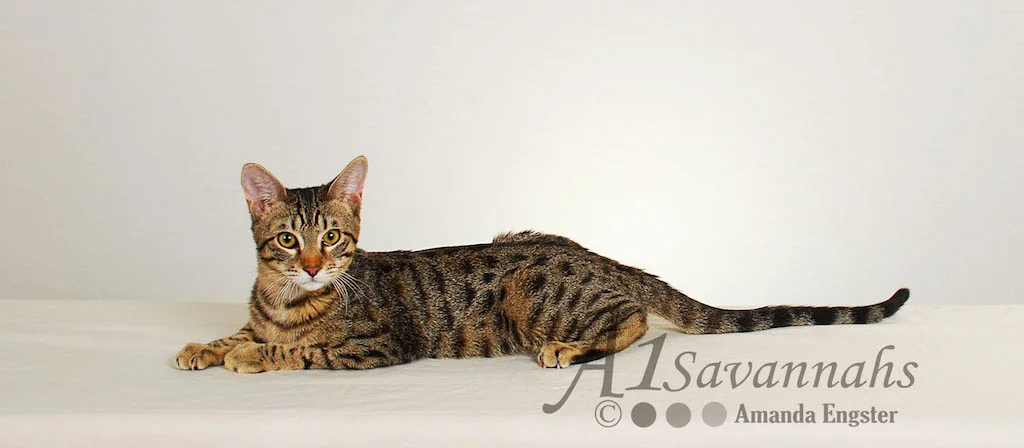A1Savannahs Ava SBT Female Savannah Kitten