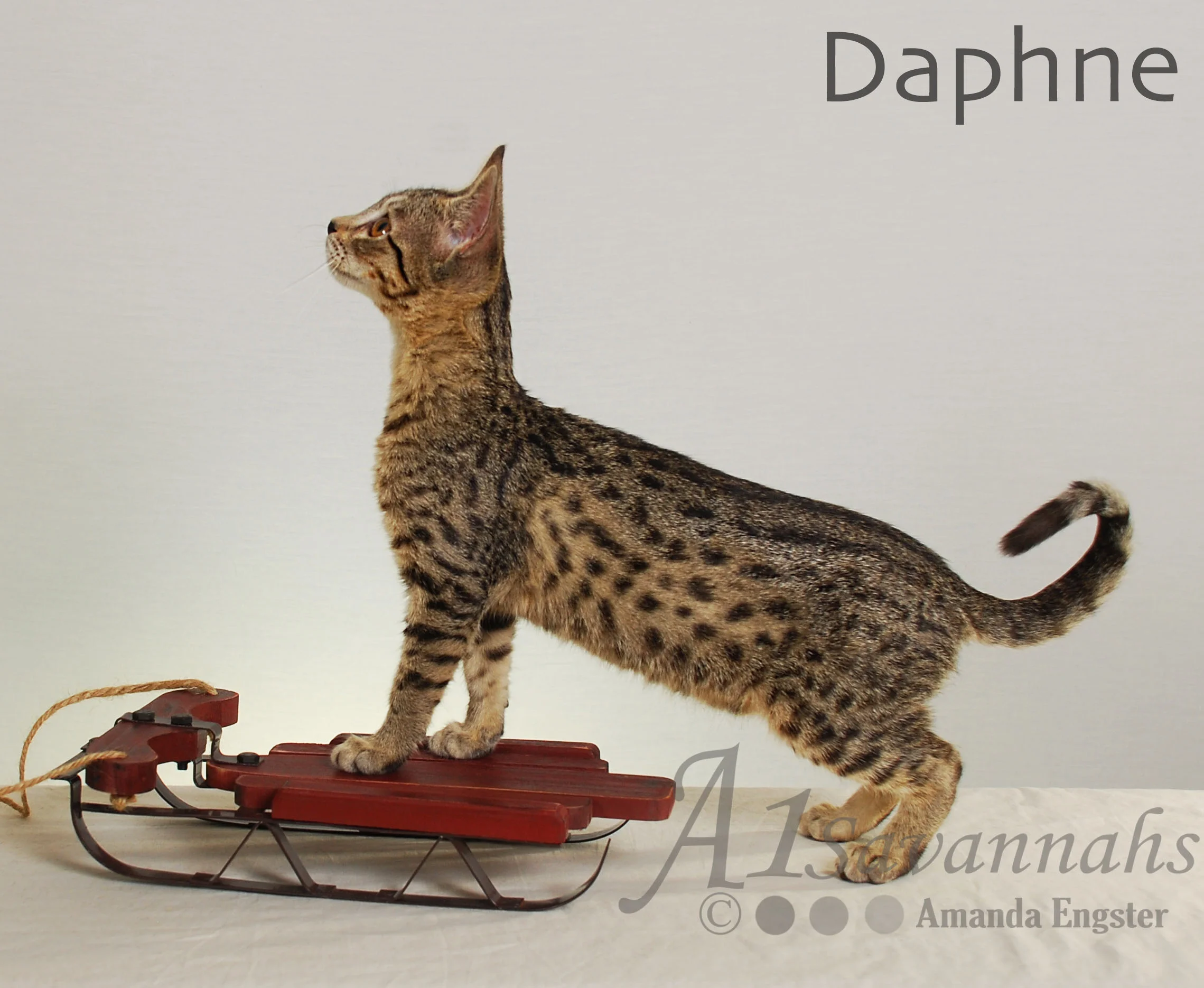 A1Savannahs Daphne SBT Female Savannah Kitten