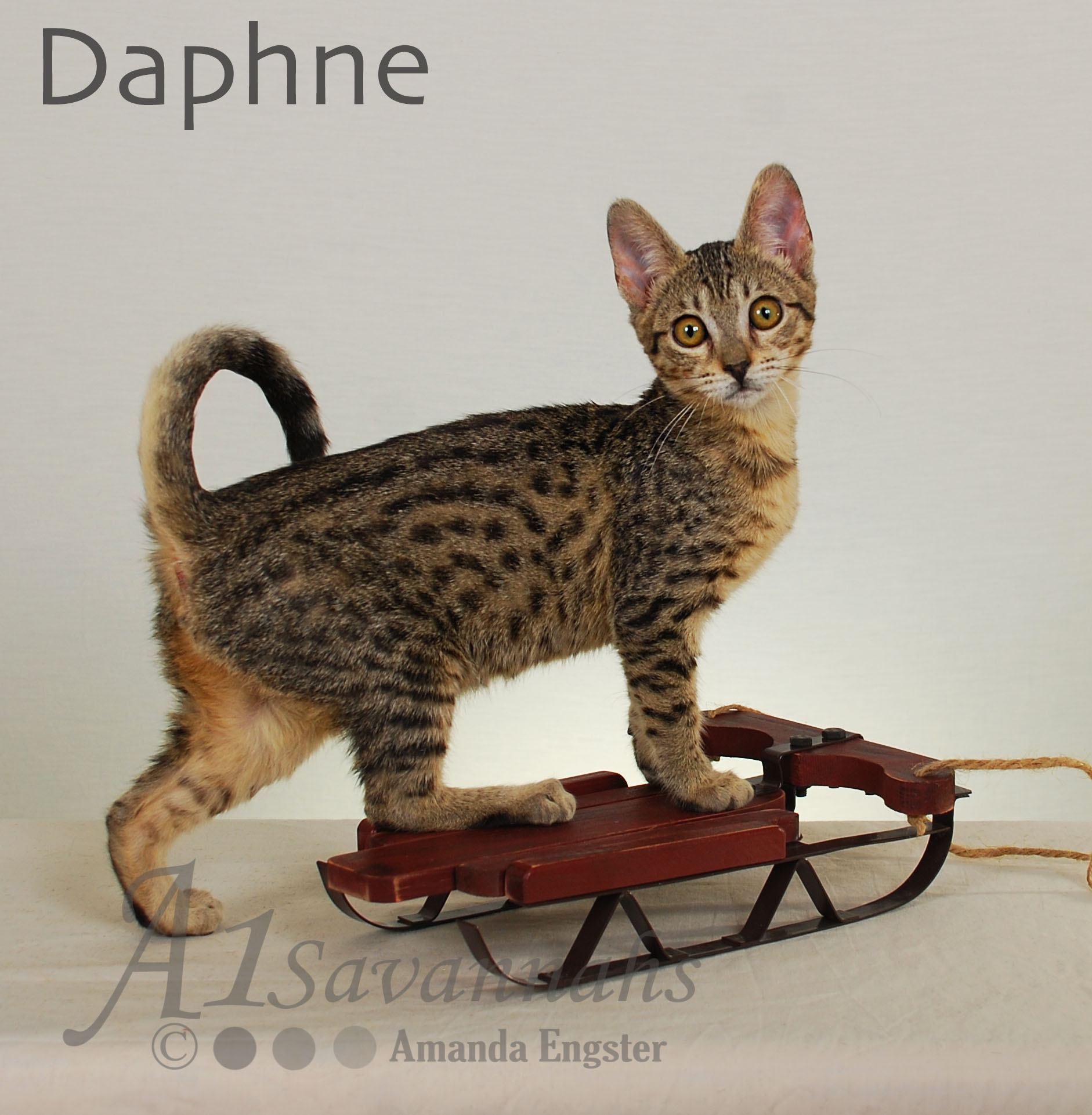 A1Savannahs Daphne SBT Female Savannah Kitten
