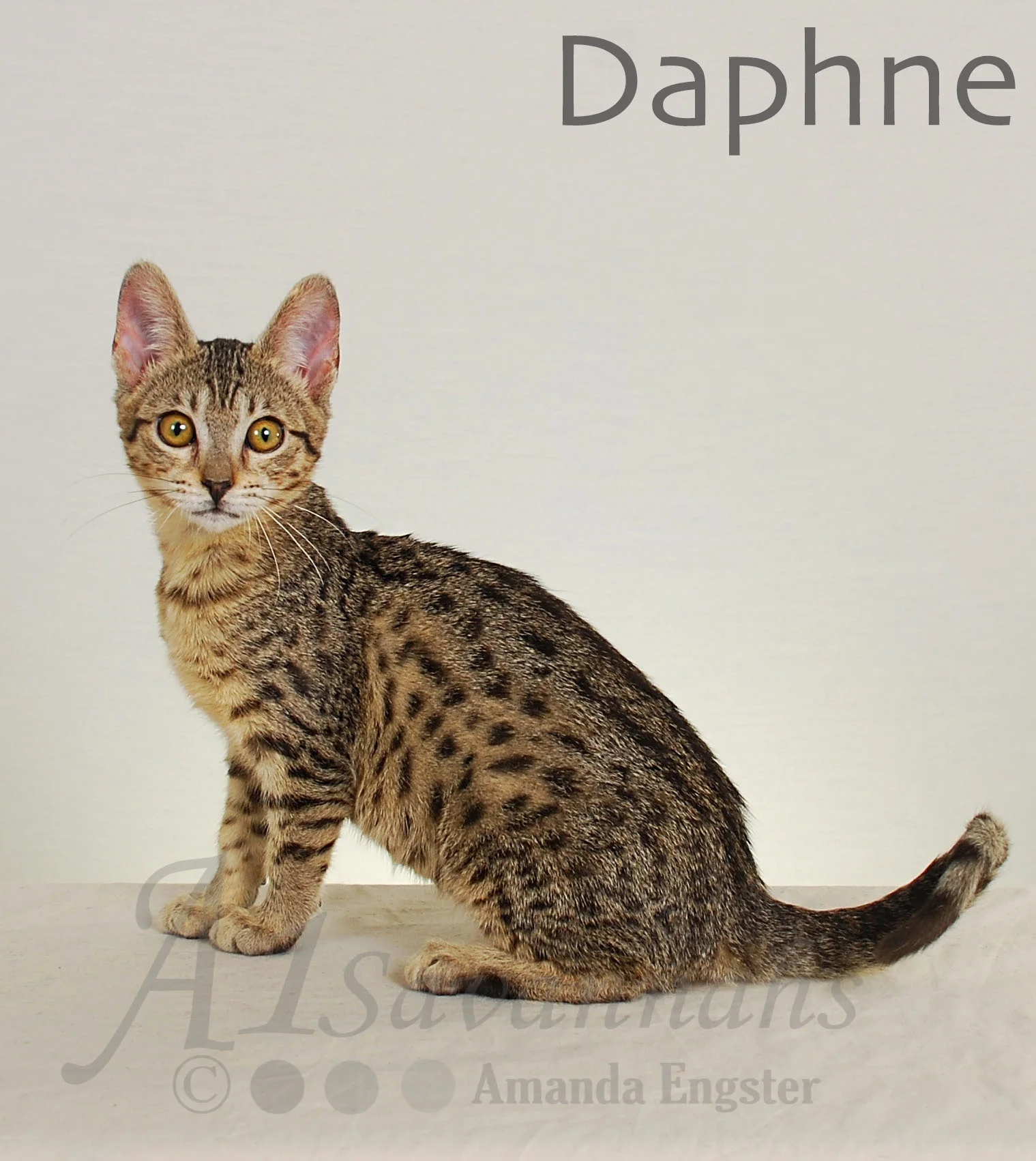 A1Savannahs Daphne SBT Female Savannah Kitten