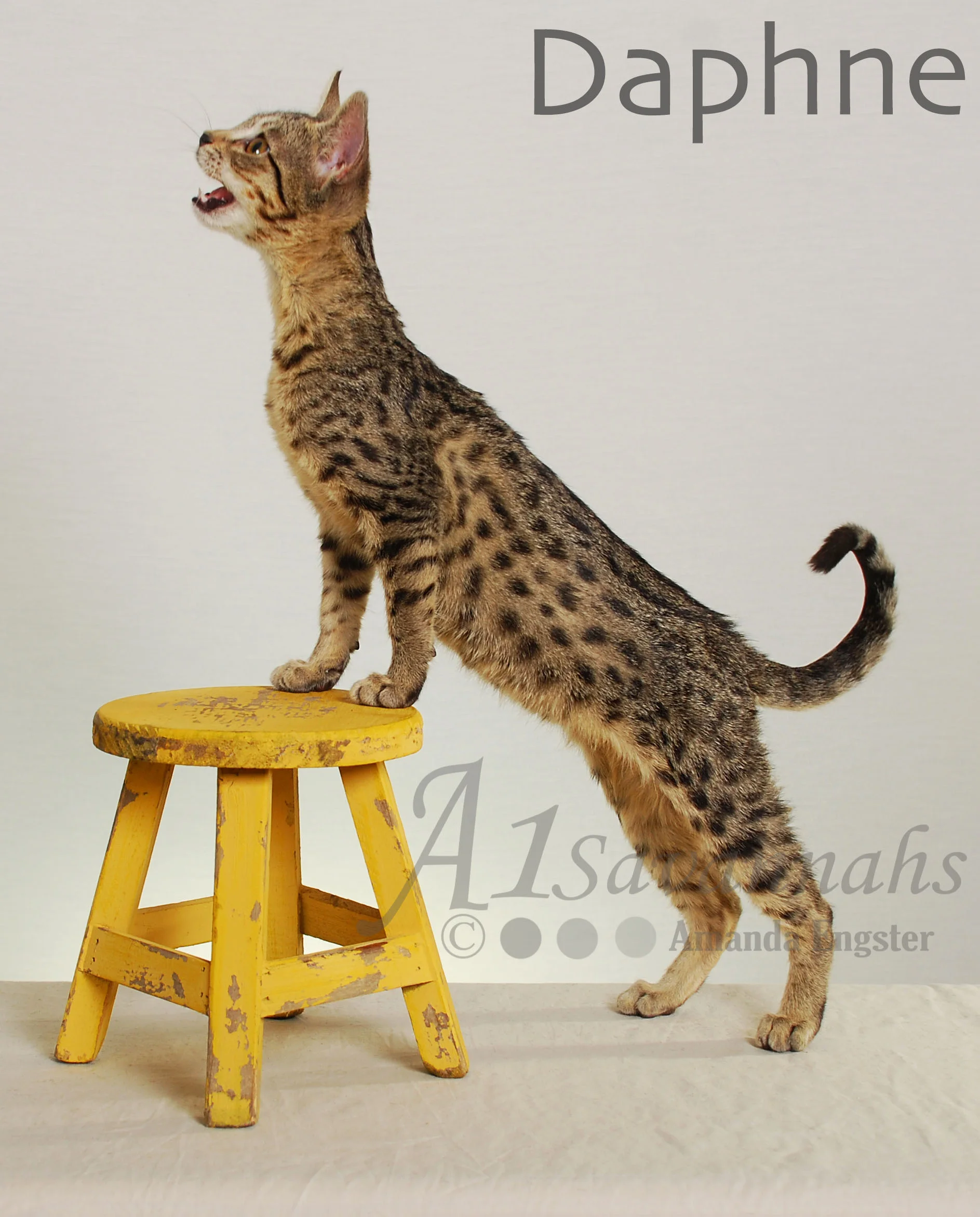A1Savannahs Daphne SBT Female Savannah Kitten