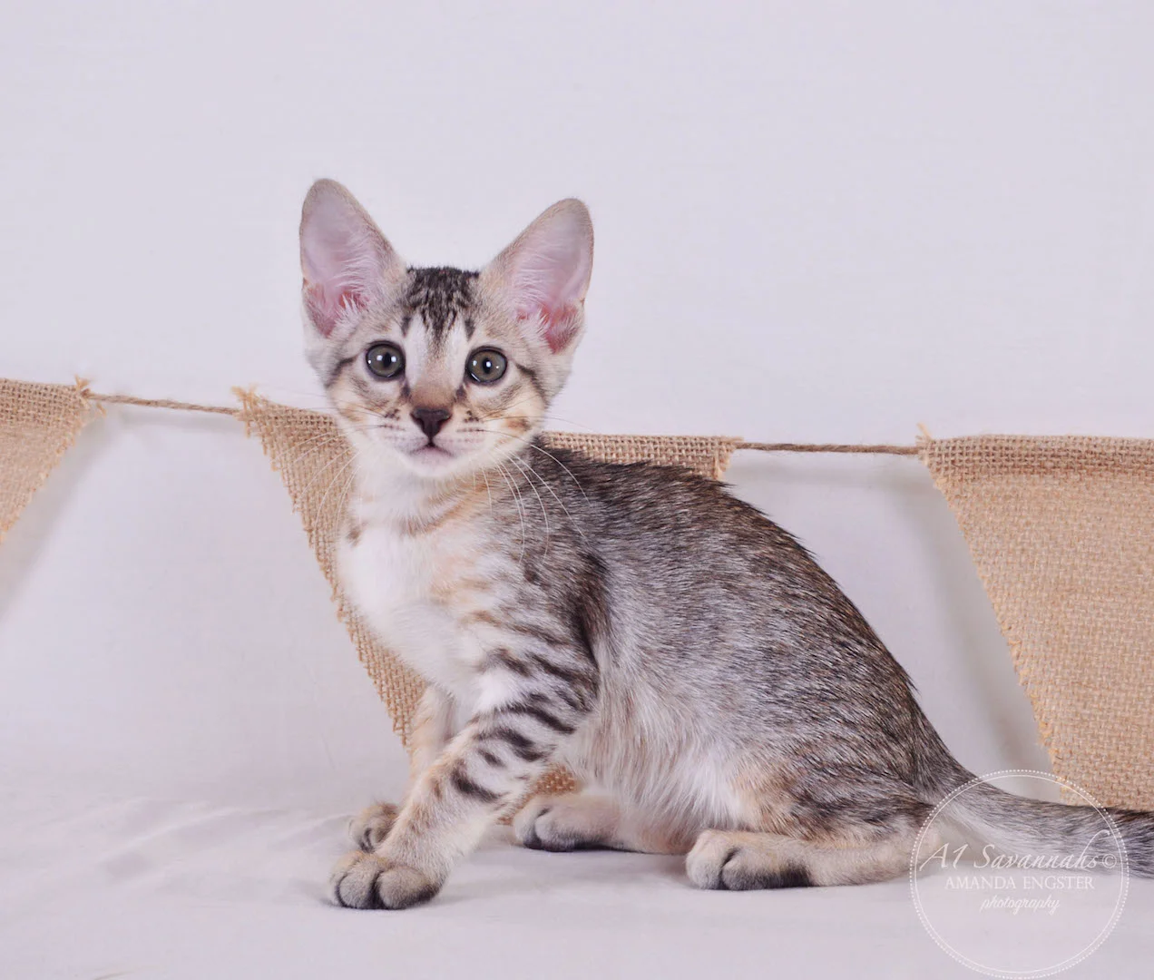 A1Savannahs Ellie SBT Female Savannah Kitten