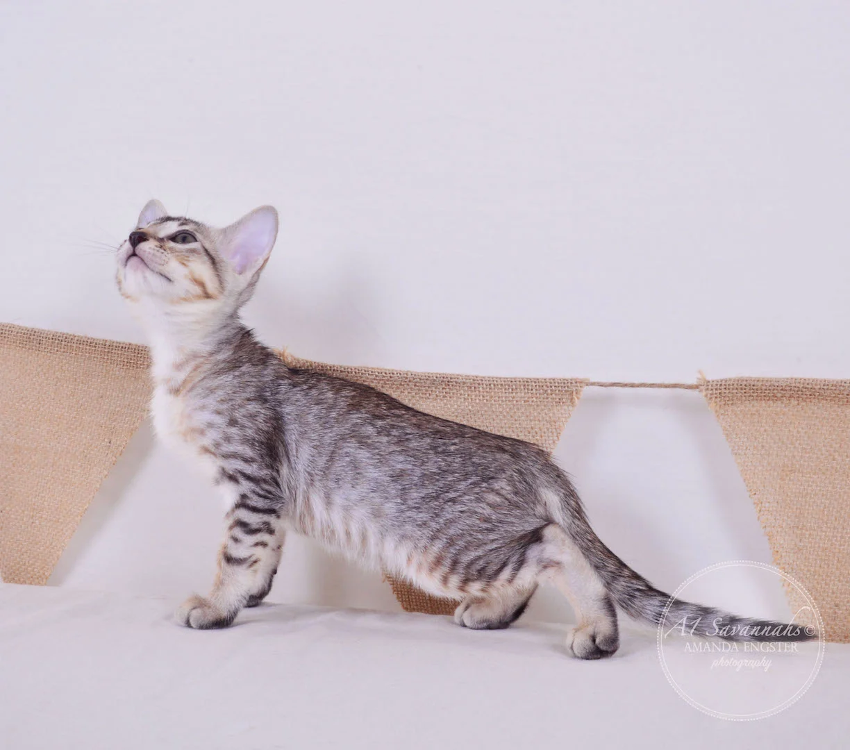 A1Savannahs Ellie SBT Female Savannah Kitten