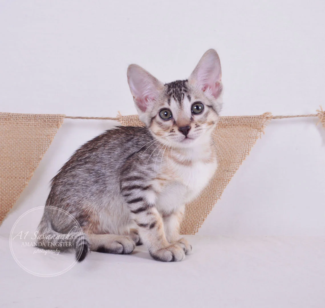 A1Savannahs Ellie SBT Female Savannah Kitten