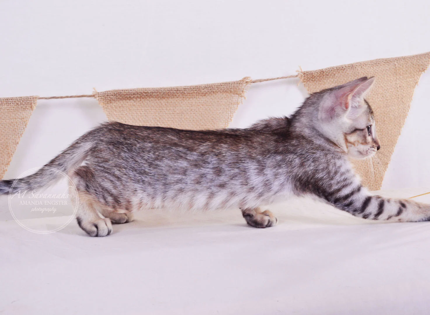 A1Savannahs Ellie SBT Female Savannah Kitten