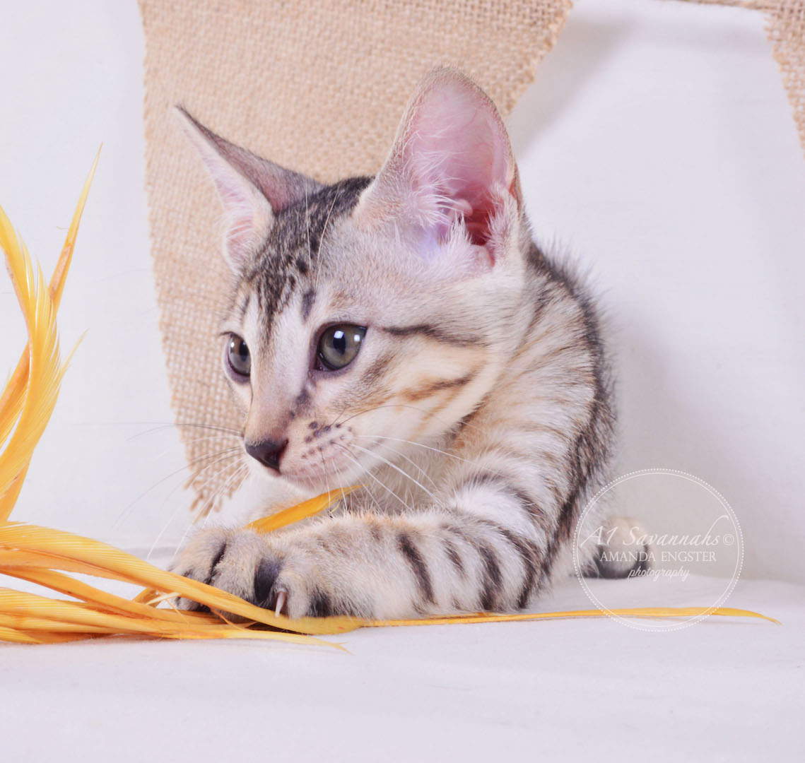 A1Savannahs Ellie SBT Female Savannah Kitten