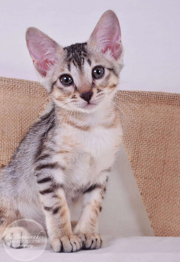 A1Savannahs Ellie SBT Female Savannah Kitten