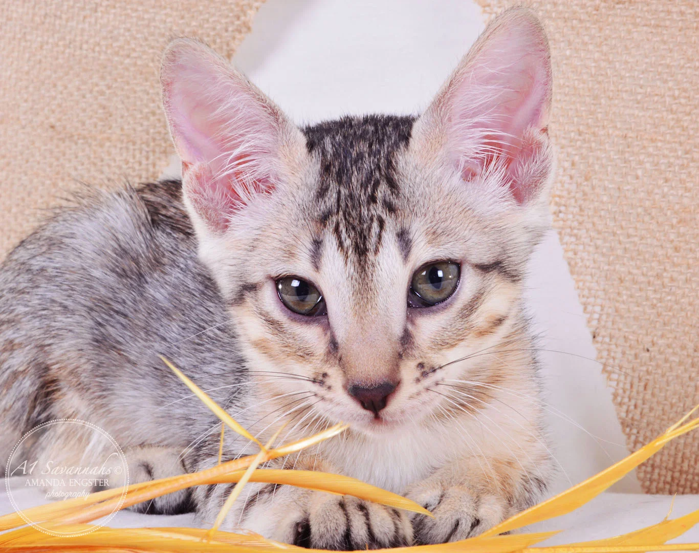 A1Savannahs Ellie SBT Female Savannah Kitten