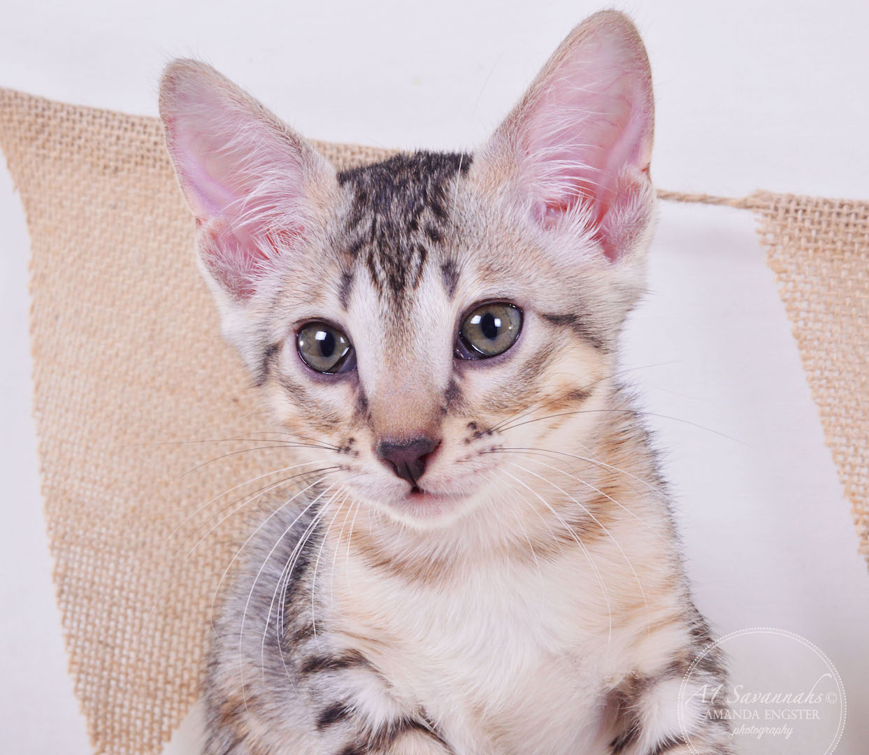 A1Savannahs Ellie SBT Female Savannah Kitten