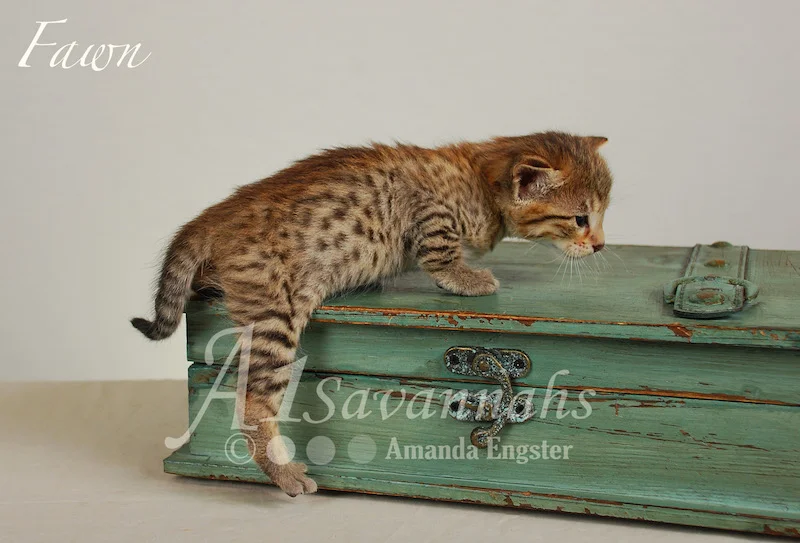 A1Savannahs Fawn F4 Female Savannah Kitten