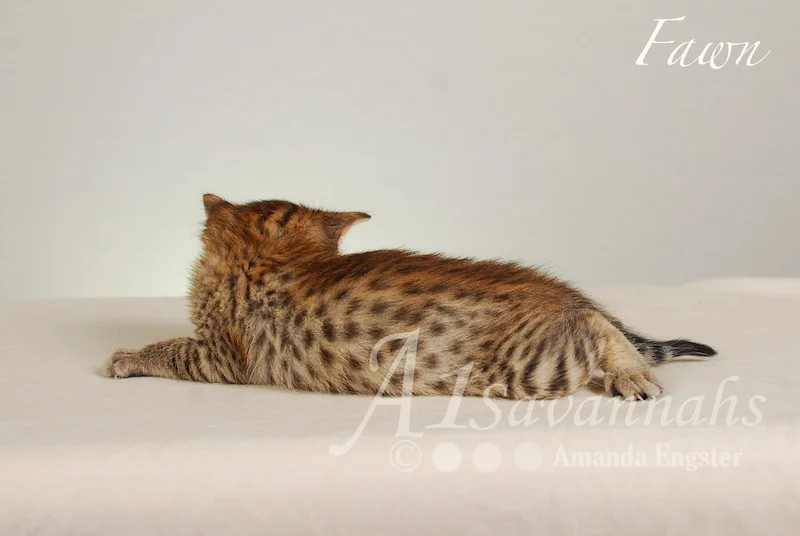 A1Savannahs Fawn F4 Female Savannah Kitten