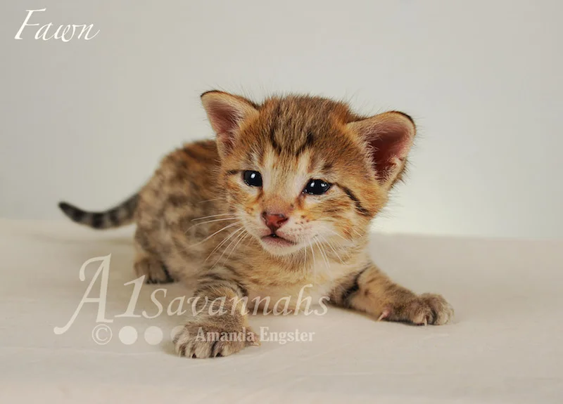 A1Savannahs Fawn F4 Female Savannah Kitten