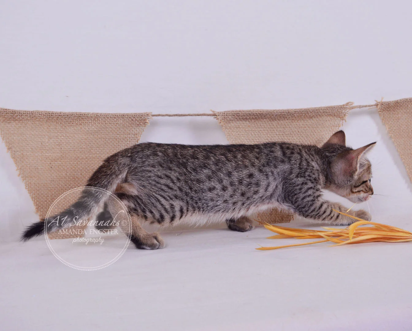 A1Savannahs Cooper SBT Male Savannah Kitten