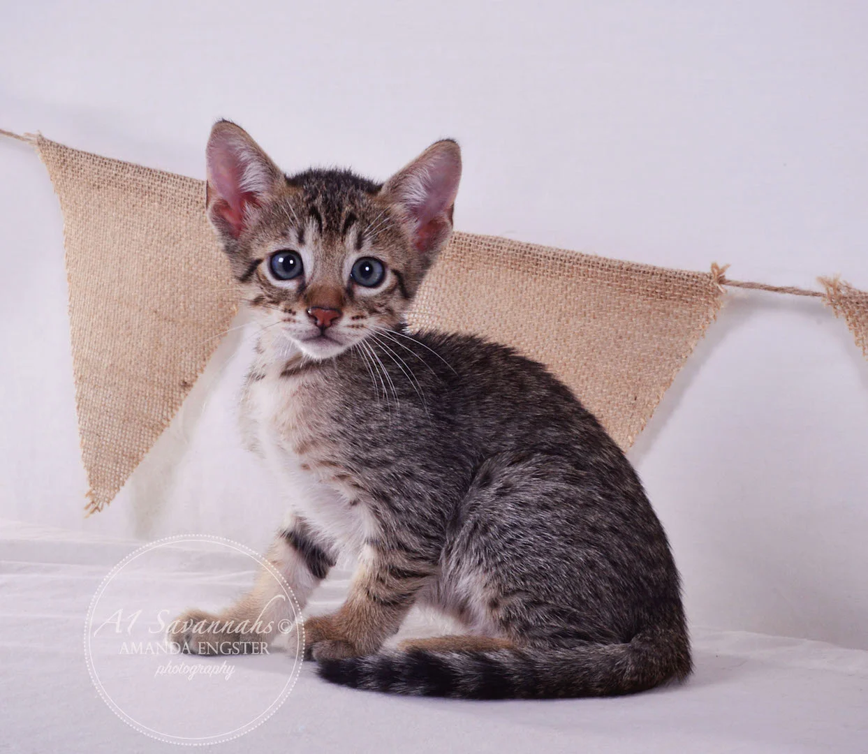 A1Savannahs Cooper SBT Male Savannah Kitten