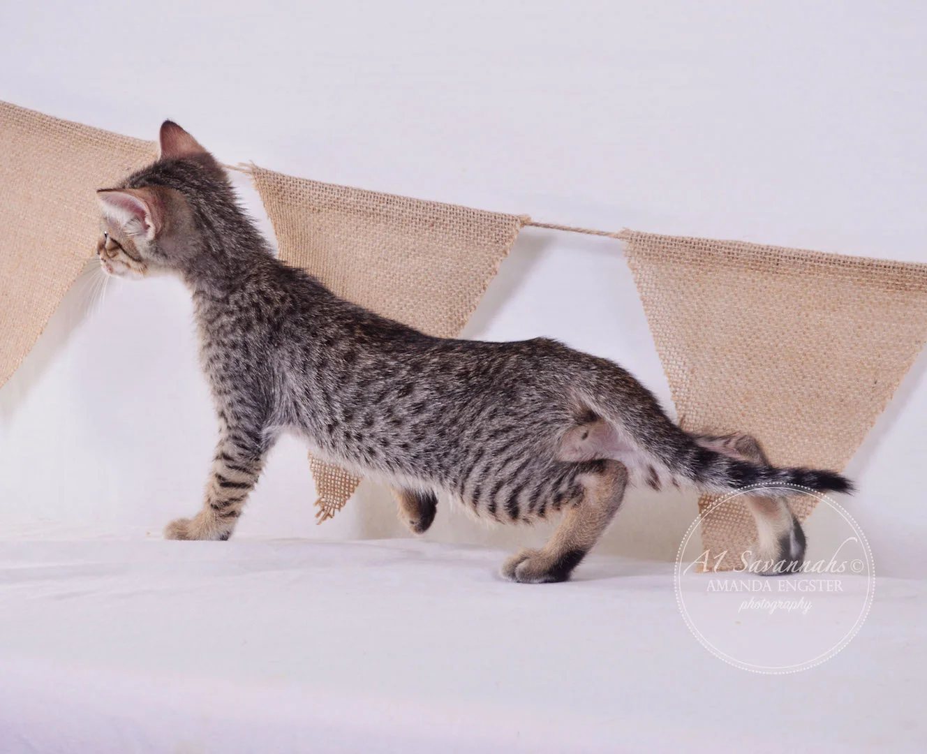 A1Savannahs Cooper SBT Male Savannah Kitten